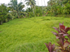 Terrains à vendre Tiarei, plat, à construire